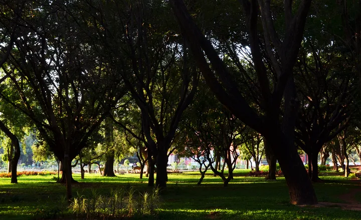 Cubbon Park